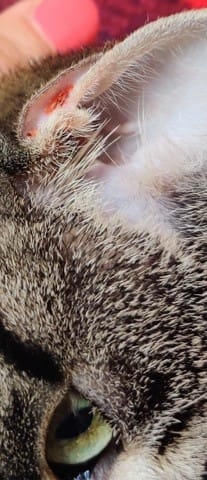 Rougeurs dans le coin des oreilles