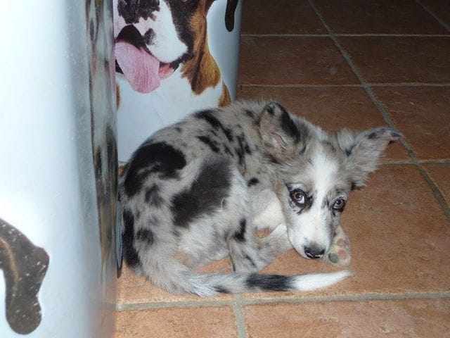 * Border collie * partagez les photos de vos loulous !