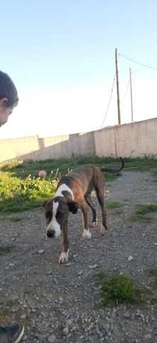 Race du chien ?