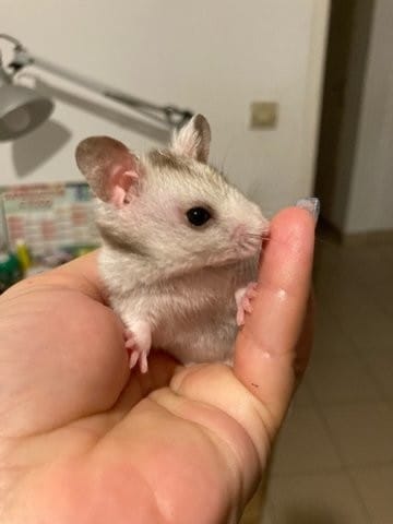 Quelle couleur ? (hamster syrien)