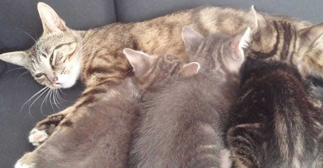 Déterminer le sexe de trois chatons  ?
