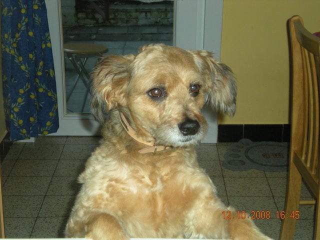 Mon chien a fait un AVC