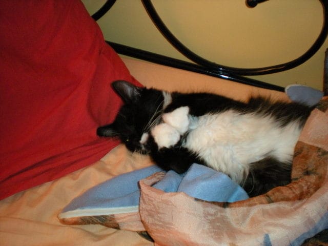 mon chat va rejoindre le paradis