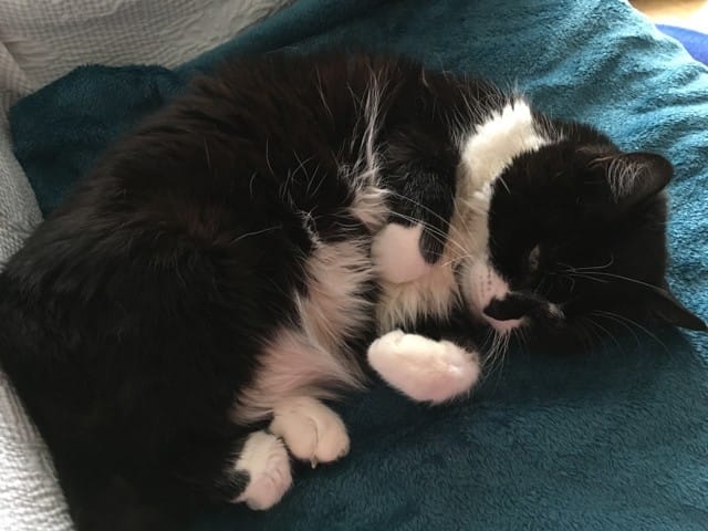 Insuffisance rénale chronique Et vomissements