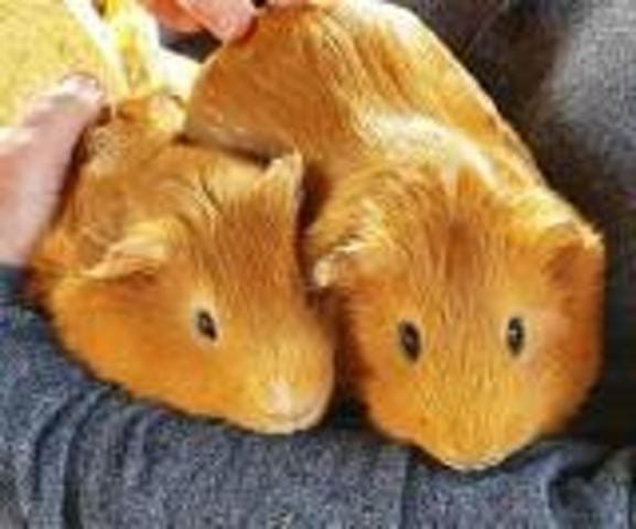 Présentation de Laurel et Hardy