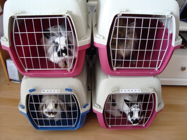 Les 4 Mâles Castrés ! =)