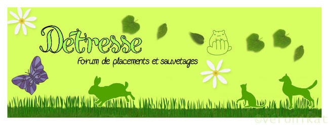 Detresse - Forum de placements et sauvetages.