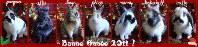 Je vais acheter des actions chez le véto...