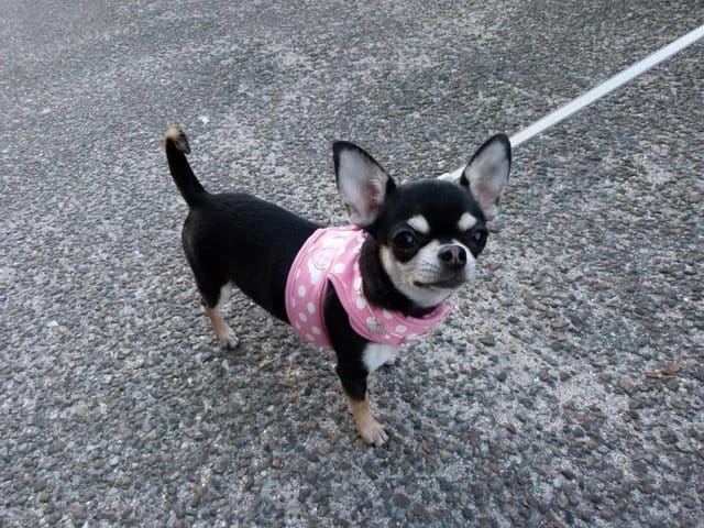 Aidez mon chihuahua à gagner un concours