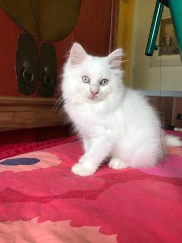 je cède magnifique chaton british shorthair