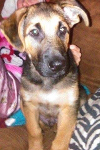 Esce que mon chien a l'oreille cassée ?