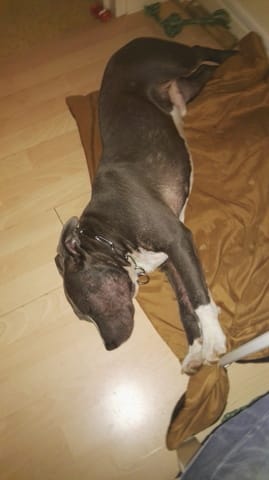 Staff, probleme poil et/ou peau