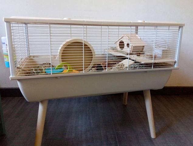 Où trouver des grands habitats pour hamster nain ?