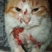 Abandonné aux portes de la clinique véto'