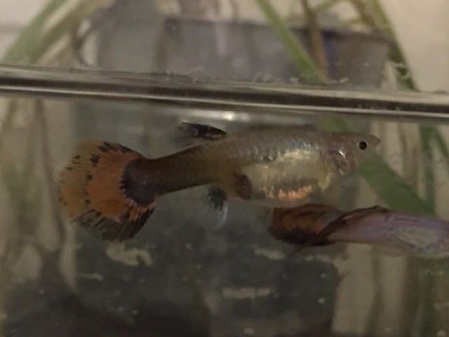 Guppy enceinte ?