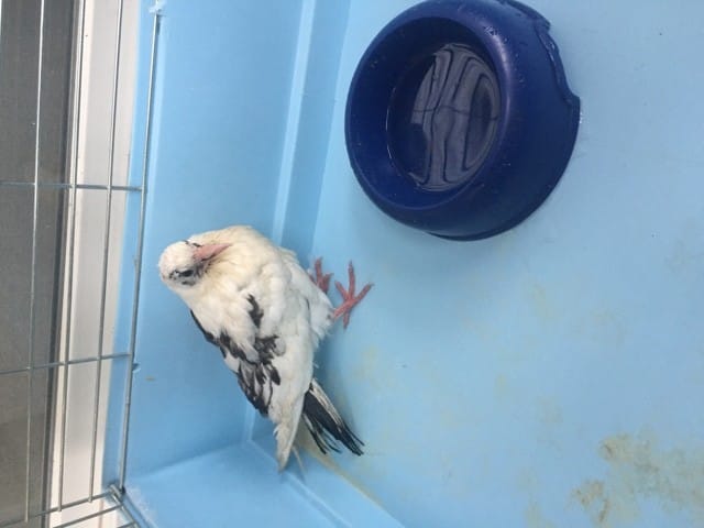 J ai trouver un bébé pigeon