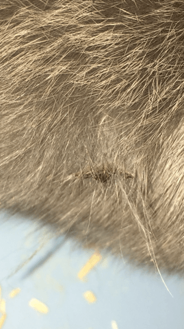 Chose étrange sur les poils de mon lapin