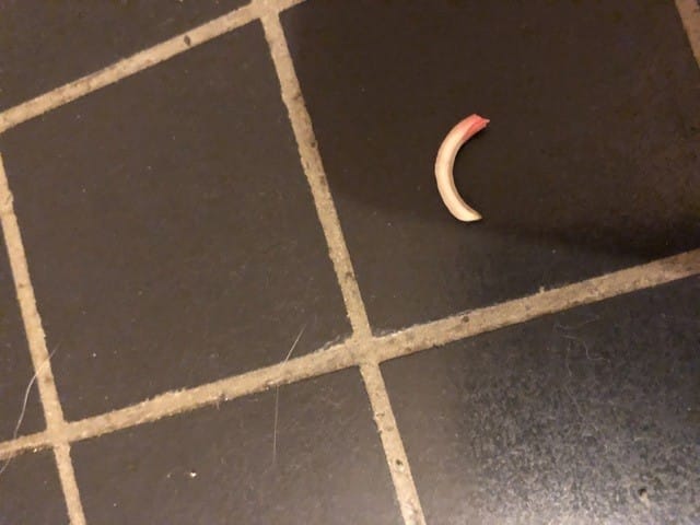 Mon lapin a perdu une dent ?!