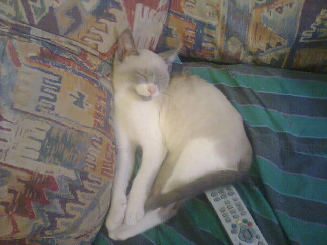 animaux
