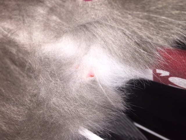 Besoin d'aide : Mon chat se mord les tétines?