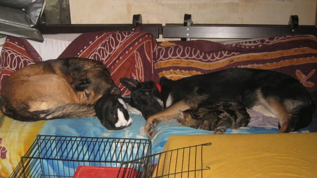 Cohabitations