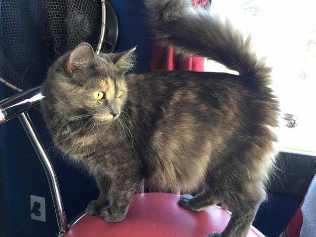 Ma chatte est enceinte, help !