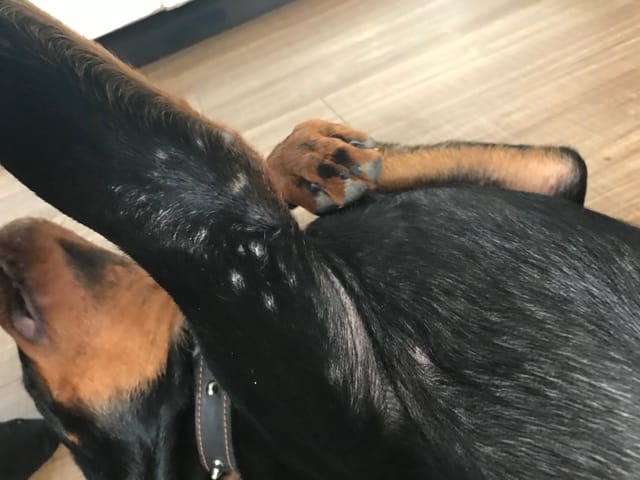 Boutons sur mon chiot?