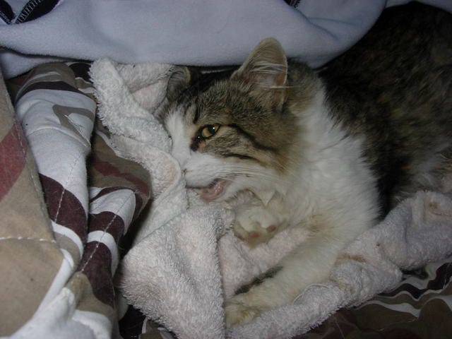 SOS des chats sauvages très gentils sont très malades!Réagissons!