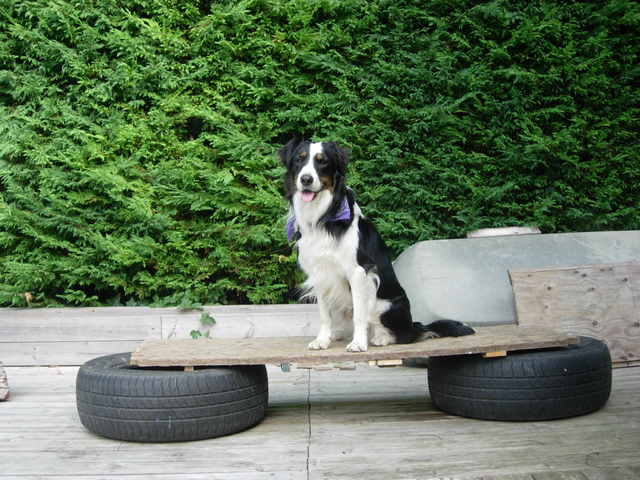 Colly a besoin d'aide pour reprendre confiance!