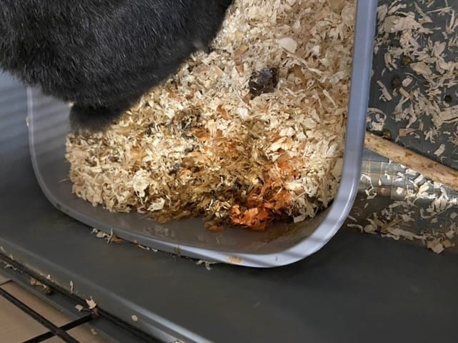 Urine de couleur différente / couleur orange-rouge (sang??)