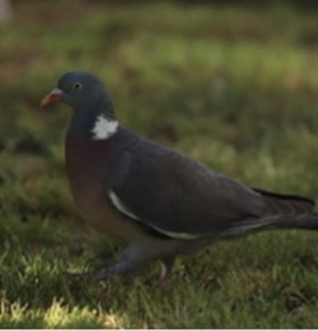 Besoin du nom de l’espèce