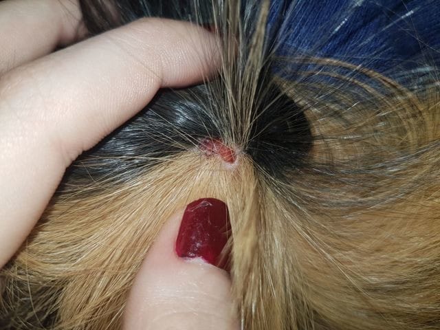 Une boule rouge sur la peau de mon cochon d'inde
