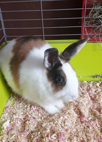 Pouvez-vous me dire si ma lapine est une lapine naine ?