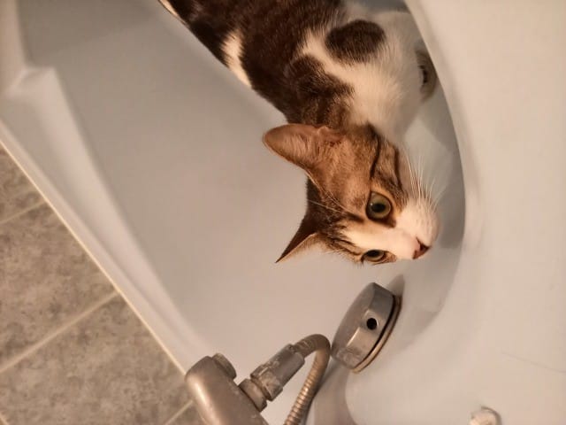 FAMIILE POUR ADOPTION