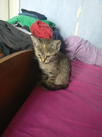 Donne chaton 2 mois ?
