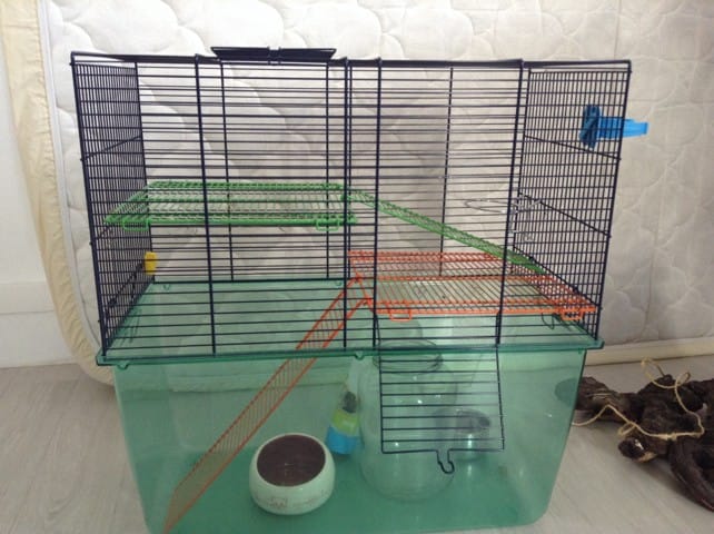 Besoin de renseignements pour l'adoption d'une ratte svp
