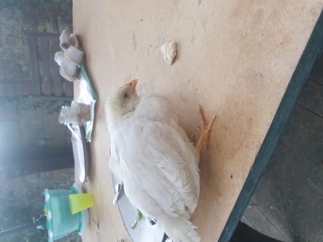 Sexage et âge poussin