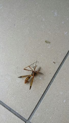 [Aide] Quel est cet insecte ?