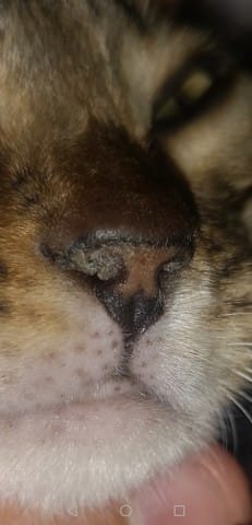 Nez de mon chat est sec