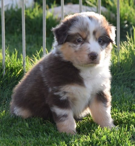 Merle ou pas merle ?