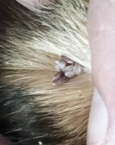 Urgent mon chien a quelques chose sous l'oreille