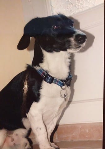 RECHERCHE NOUVEAU COMPAGNON