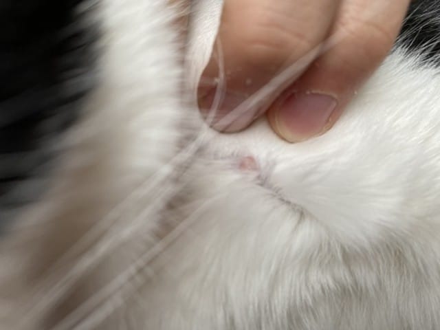 Boule rose/blanche chat help