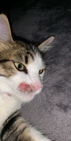 Mon chat c’est brûlé une joue