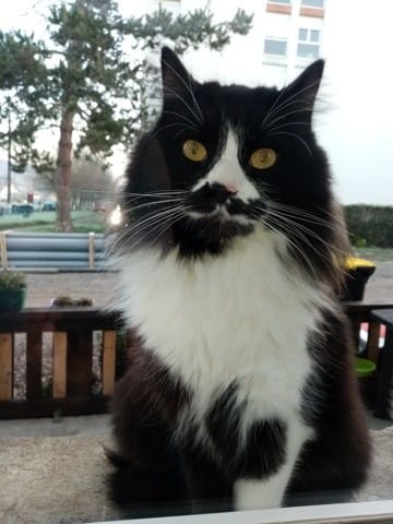 quelle est la race de ma chatte