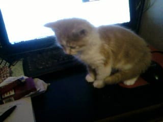 Chats enfermé dans un clapier à lapin...