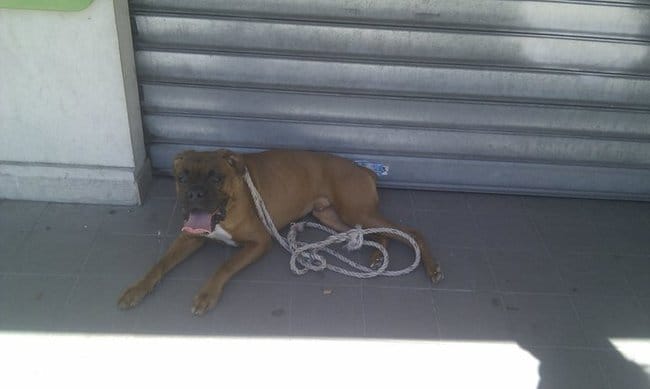 Nourir son chien