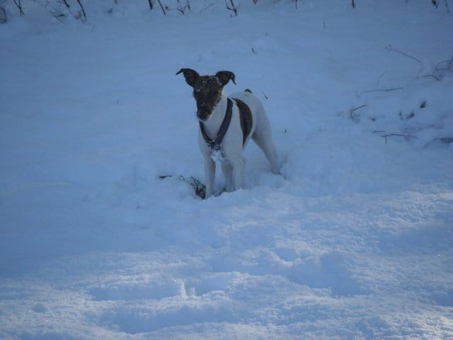 Le caractère de vos fox terrier