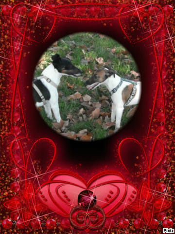 Saint valentin entre chien et chat