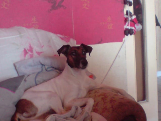 choupi me suit partout